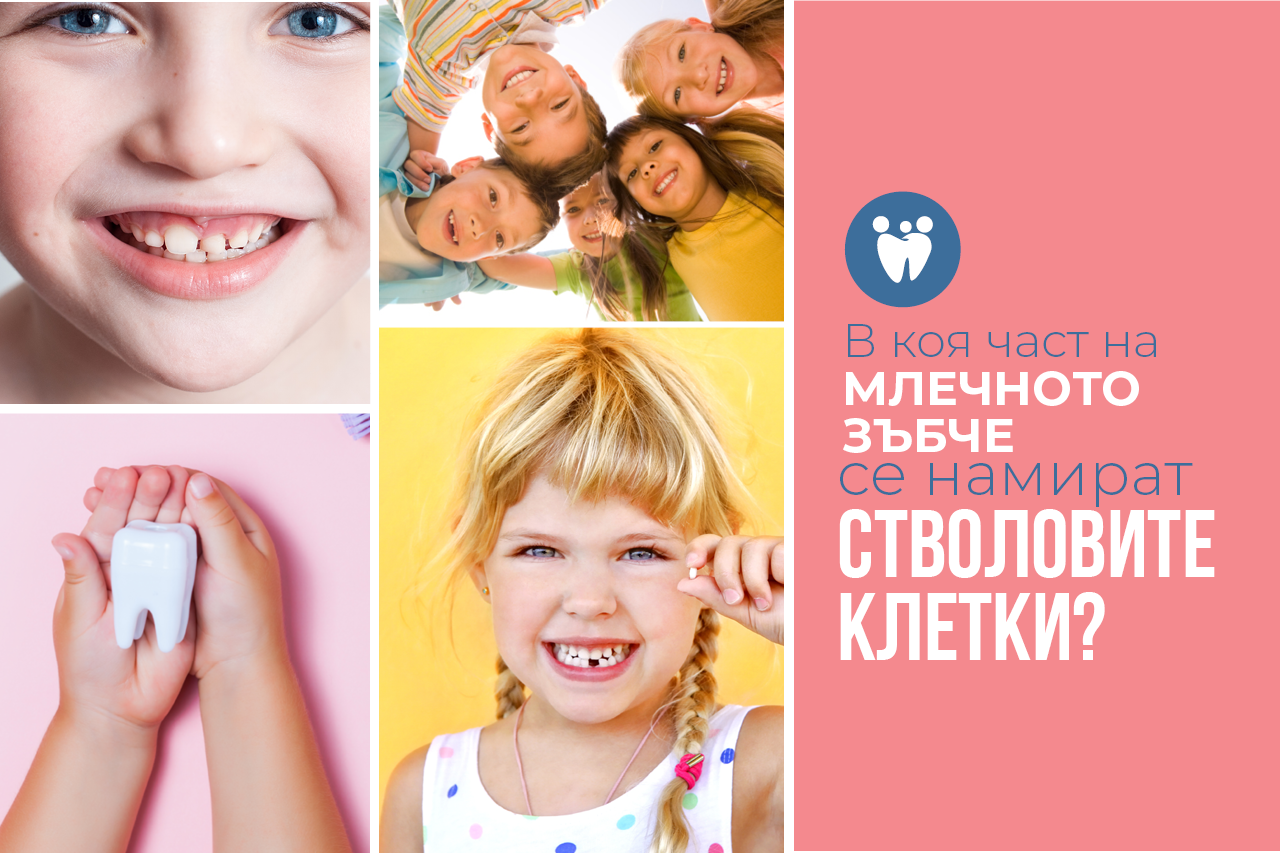 Млечното зъбче и стволовите клетки?