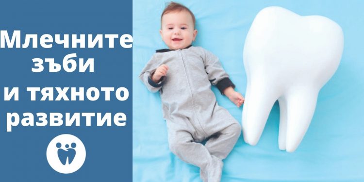 Млечните зъби и тяхното развитие